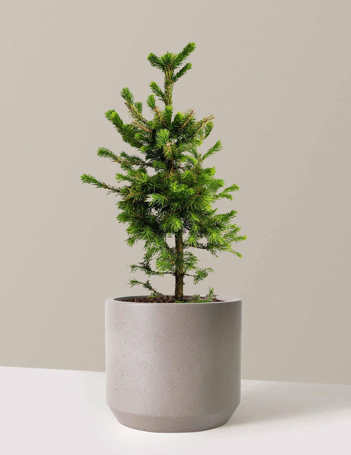 files/the-sill_Large-Norway-Spruce-_3-Gallon__Large-Mexia-Cement-Grey_Variant.jpg