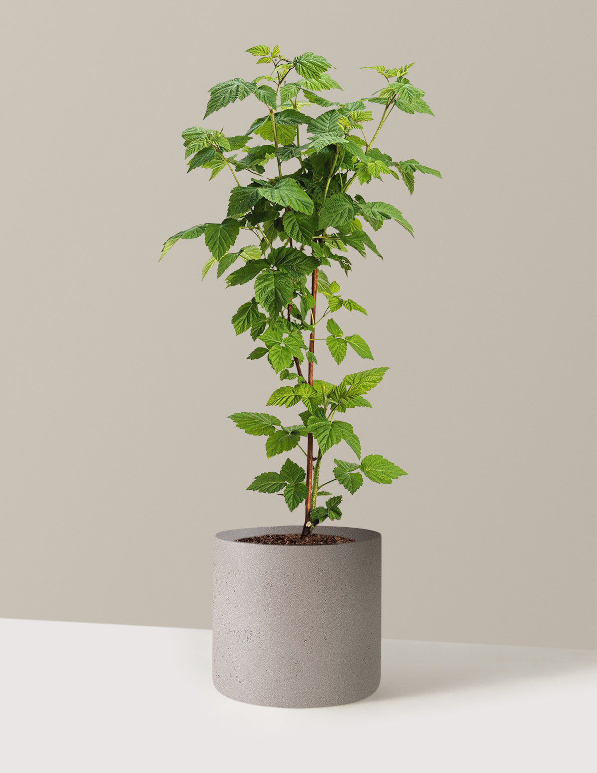 bundle | 2 Gallon | Agnes | Cement Grey