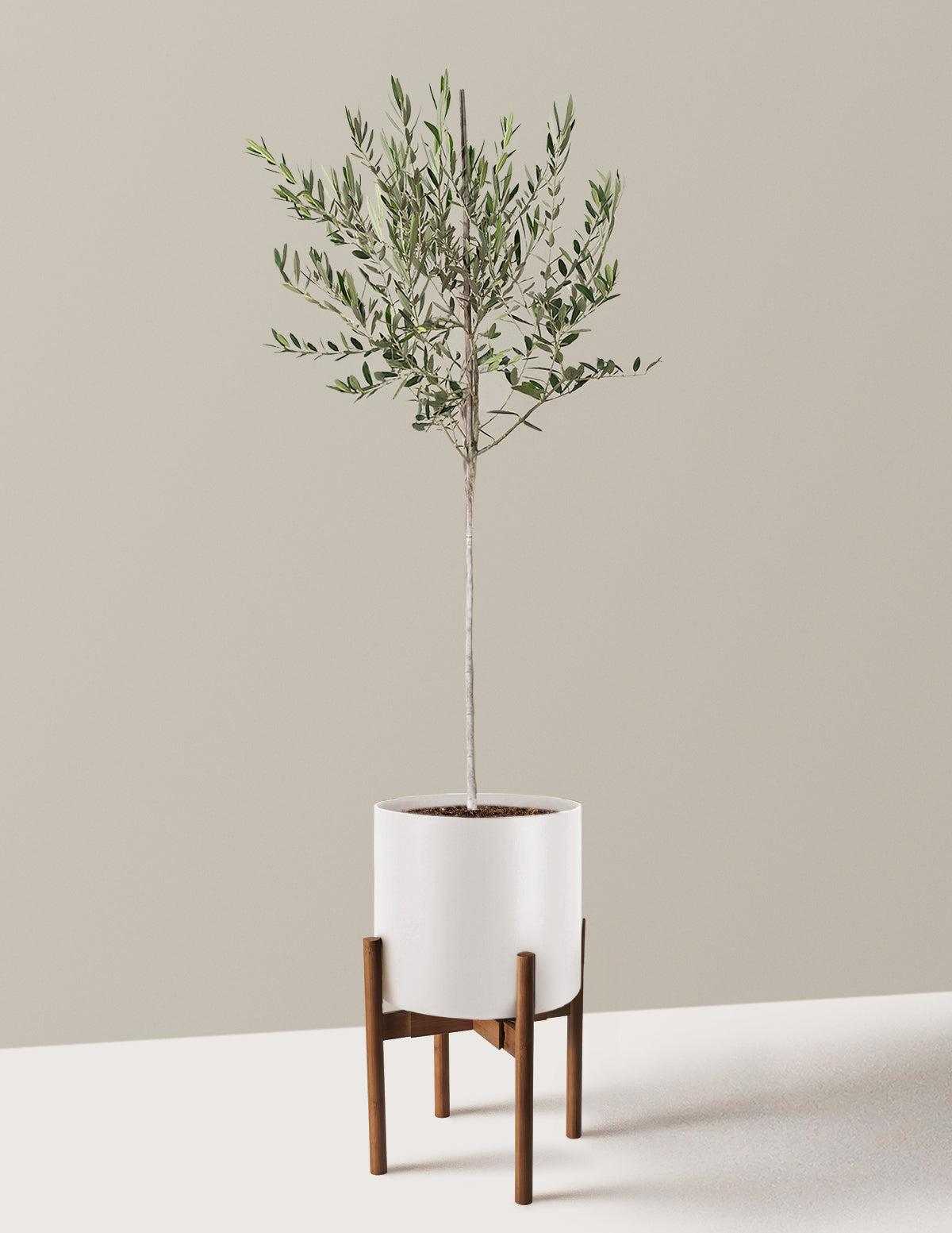 Olive Tree