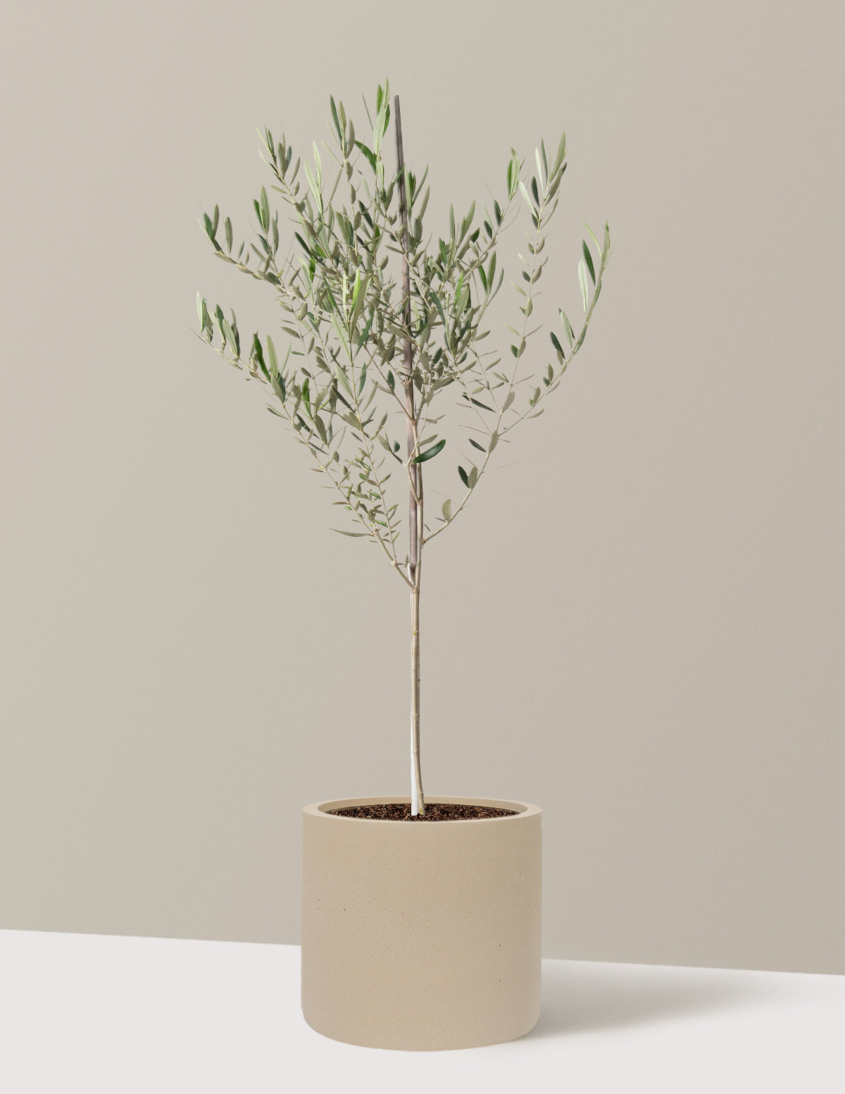 Olive Tree