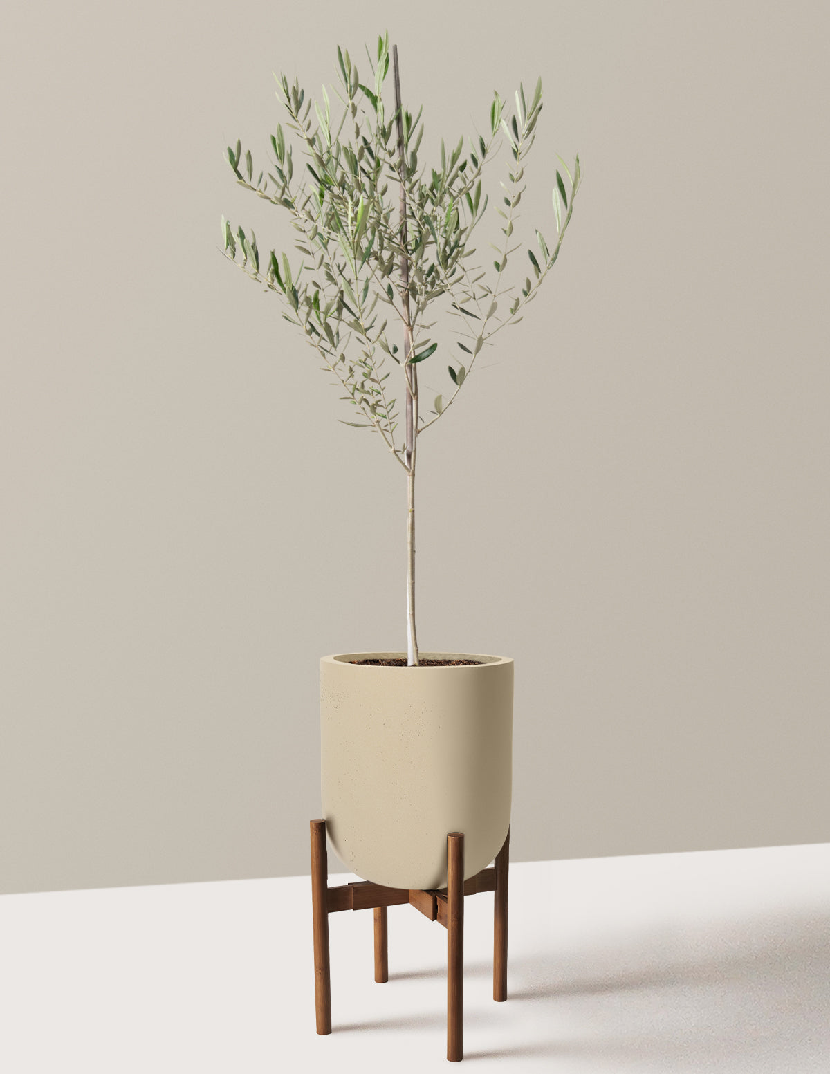 Olive Tree