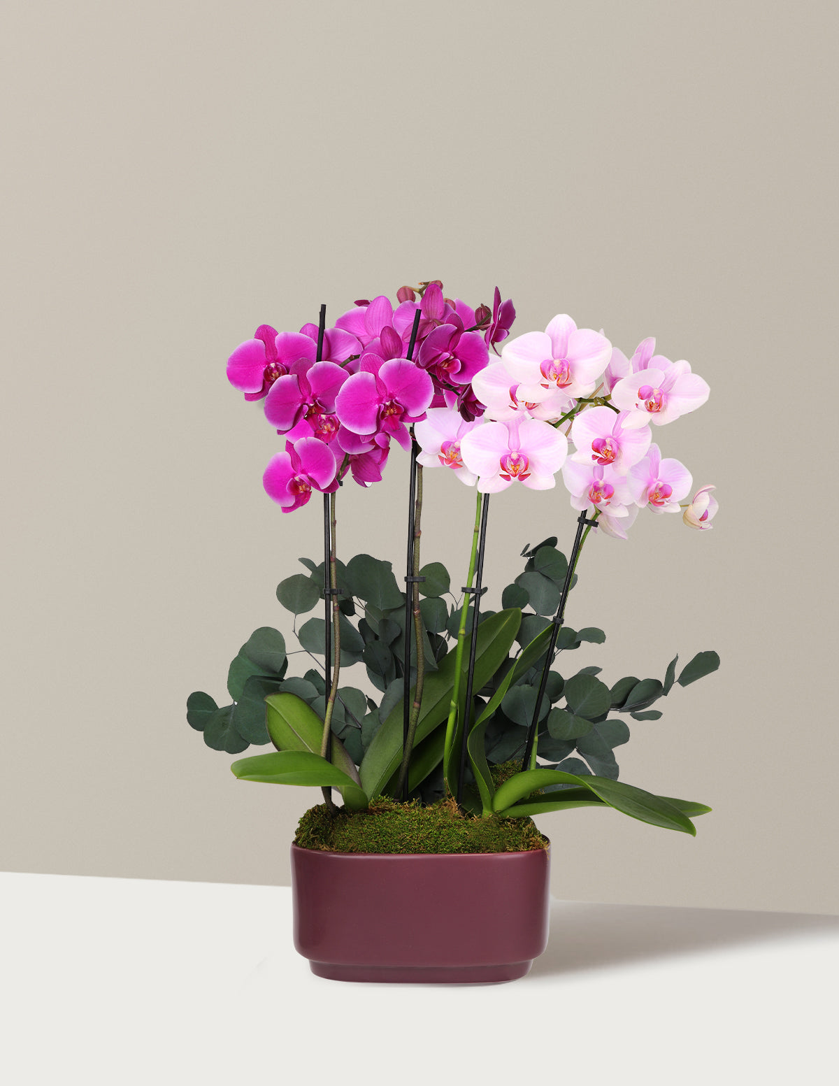 bundle | Double with Green Eucalyptus | Dark Purple