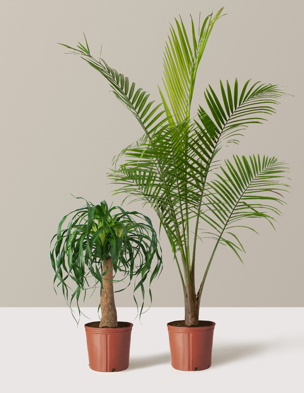 bundle | Large | Grow Pot