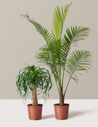 bundle | Large | Grow Pot
