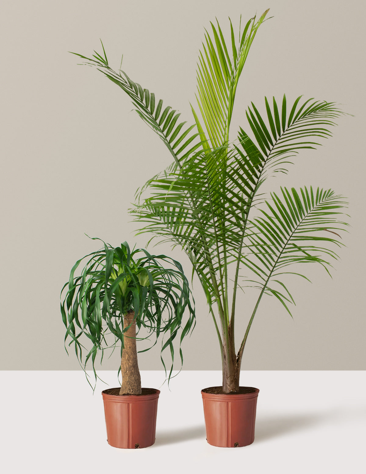 bundle | Large | Grow Pot