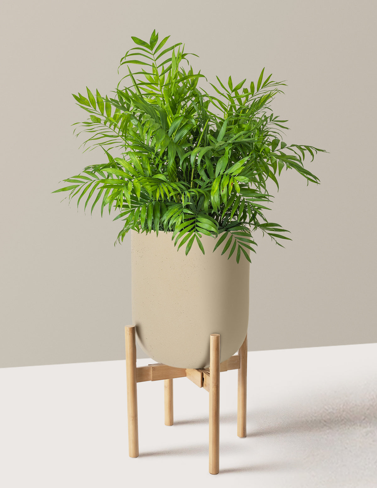Parlor Palm