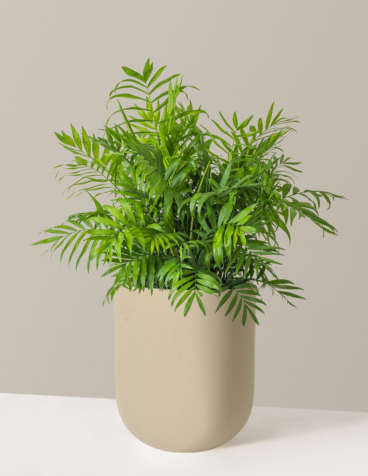 Parlor Palm