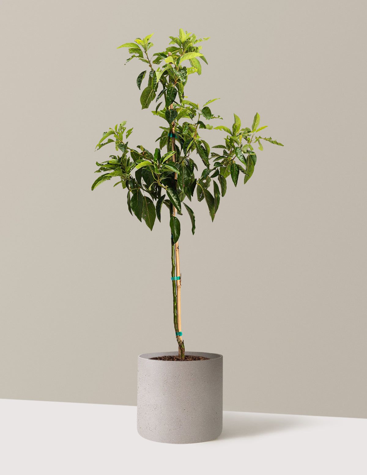 bundle | 2-3 ft. | Agnes | Cement Grey