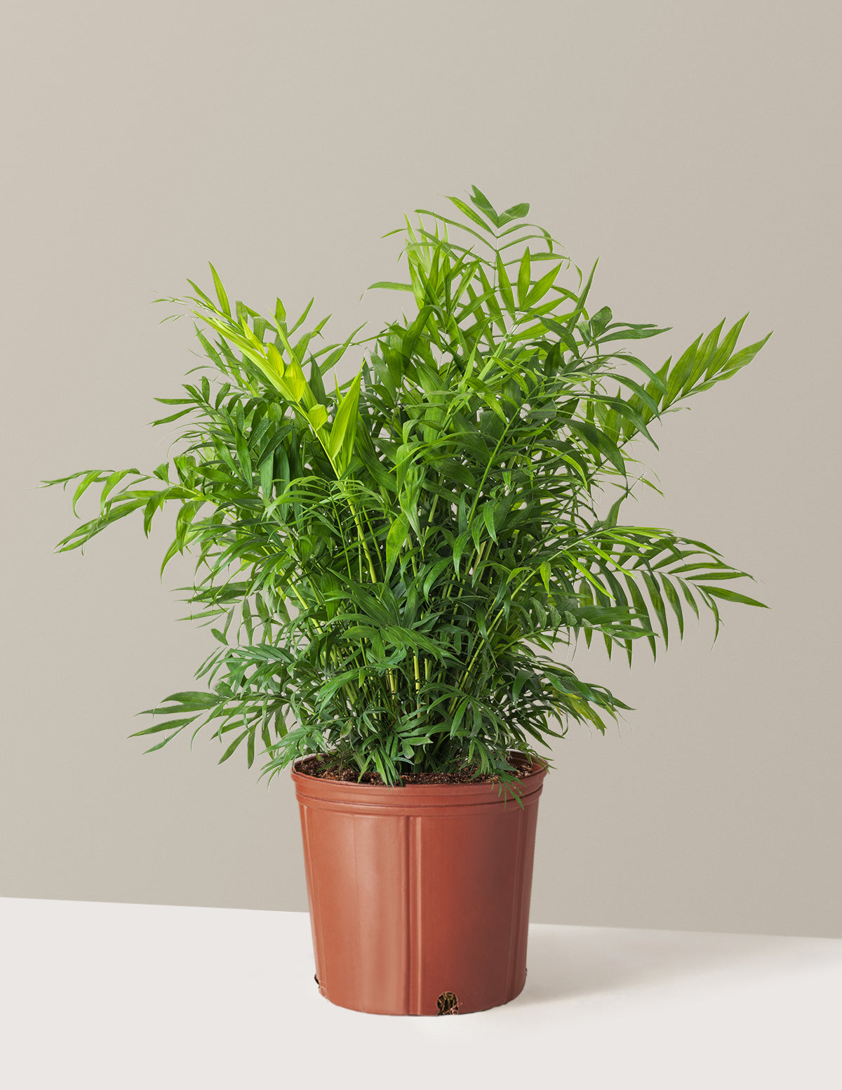 bundle | Large | Grow Pot