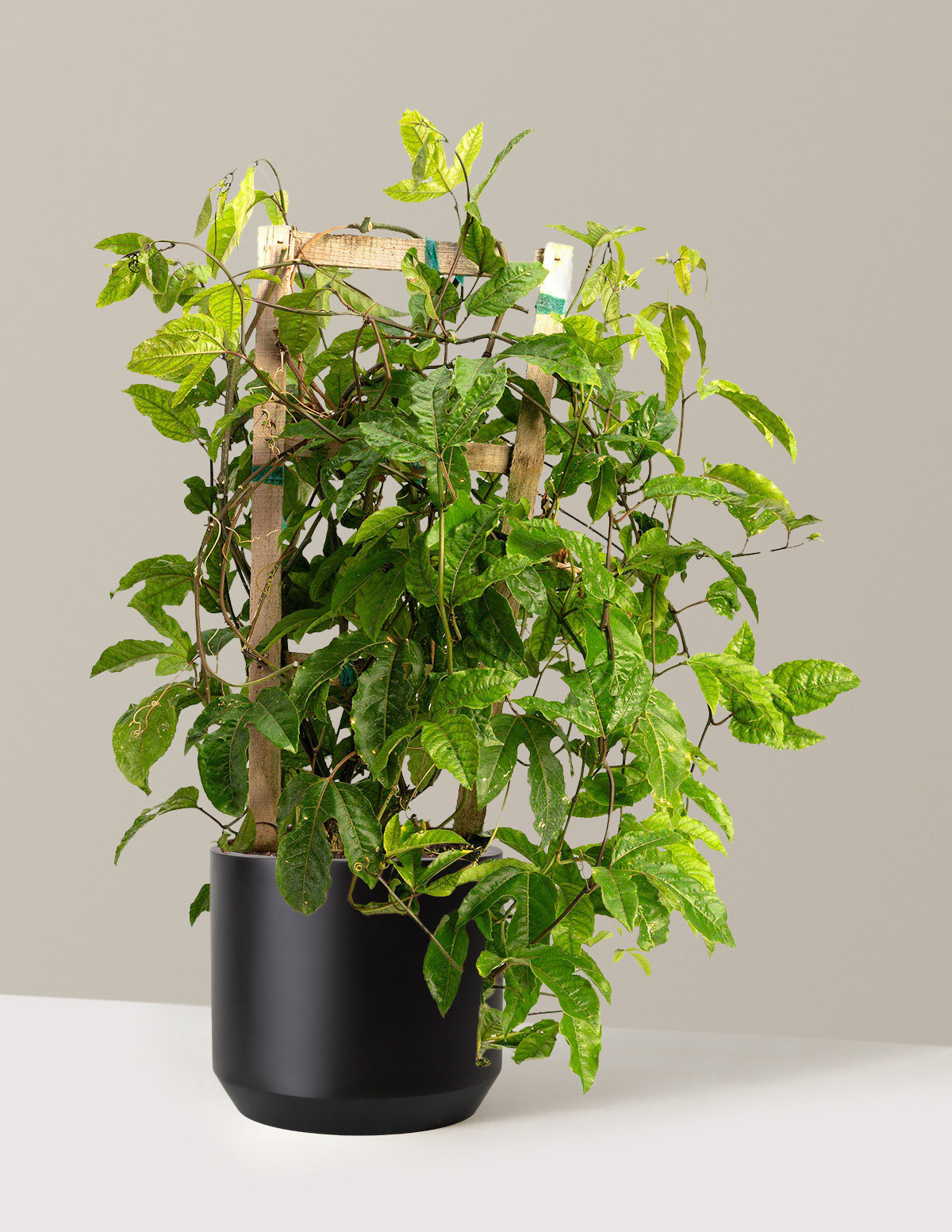bundle | 3 Gallon | Mexia | Black