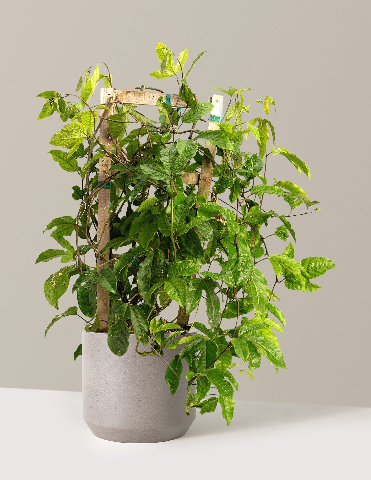 bundle | 3 Gallon | Mexia | Cement Grey