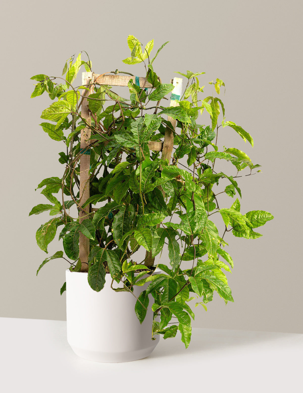 files/the-sill_Large-Passion-Fruit-_3-Gallon__Large-Mexia-Cream_Variant.jpg