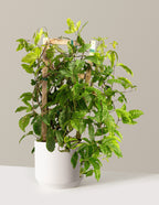 bundle | 3 Gallon | Mexia | Cream