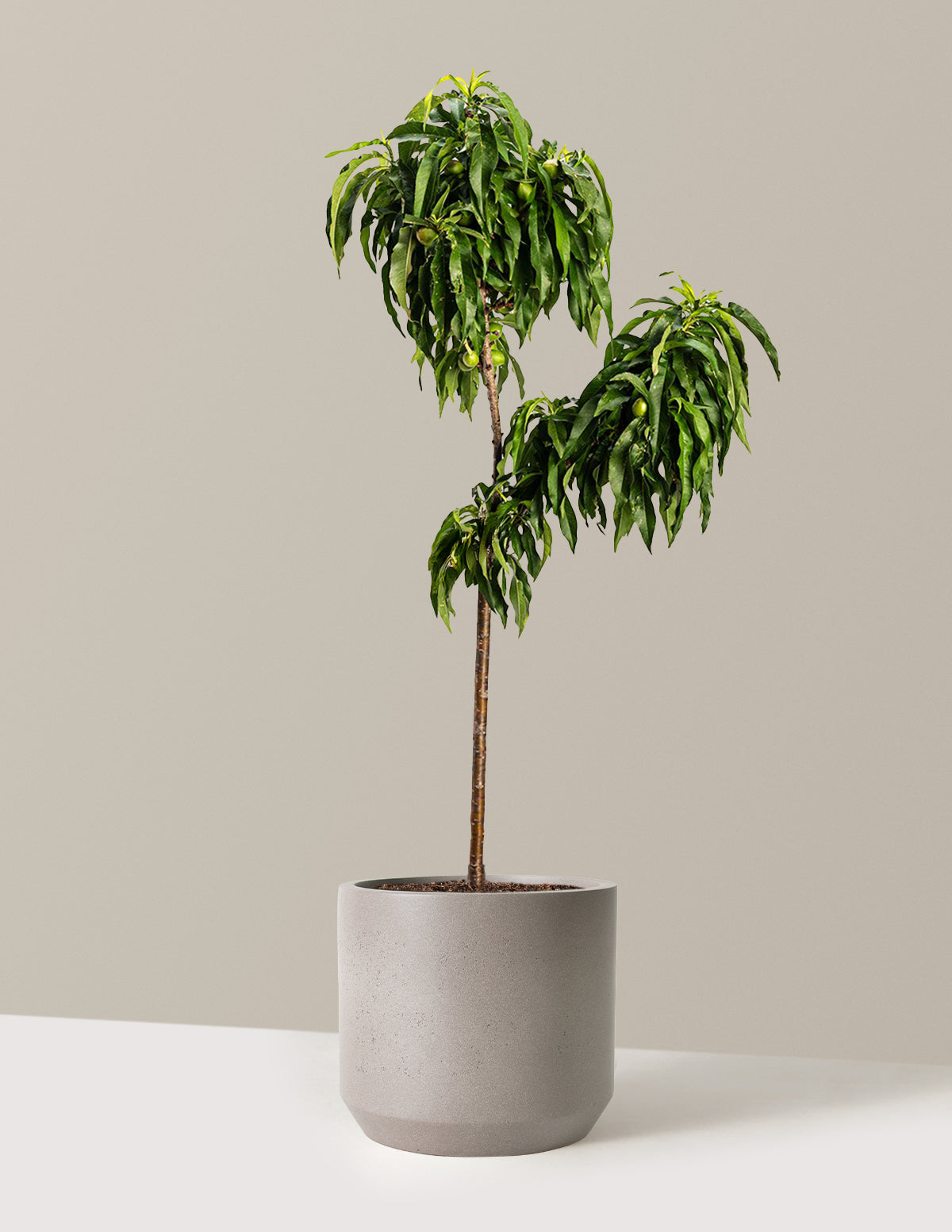 files/the-sill_Large-Patio_peach_Large_Mexia_Cement-Grey_Variant.jpg