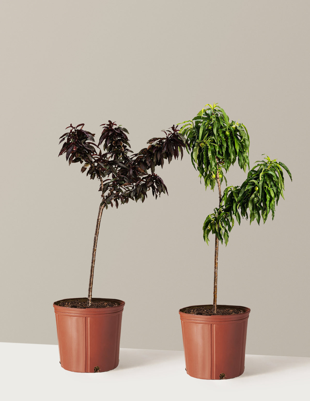 files/the-sill_Large-Peach-Duo_Large_Growpot_Variant.jpg
