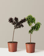 bundle | 2-3 ft. | Grow Pot