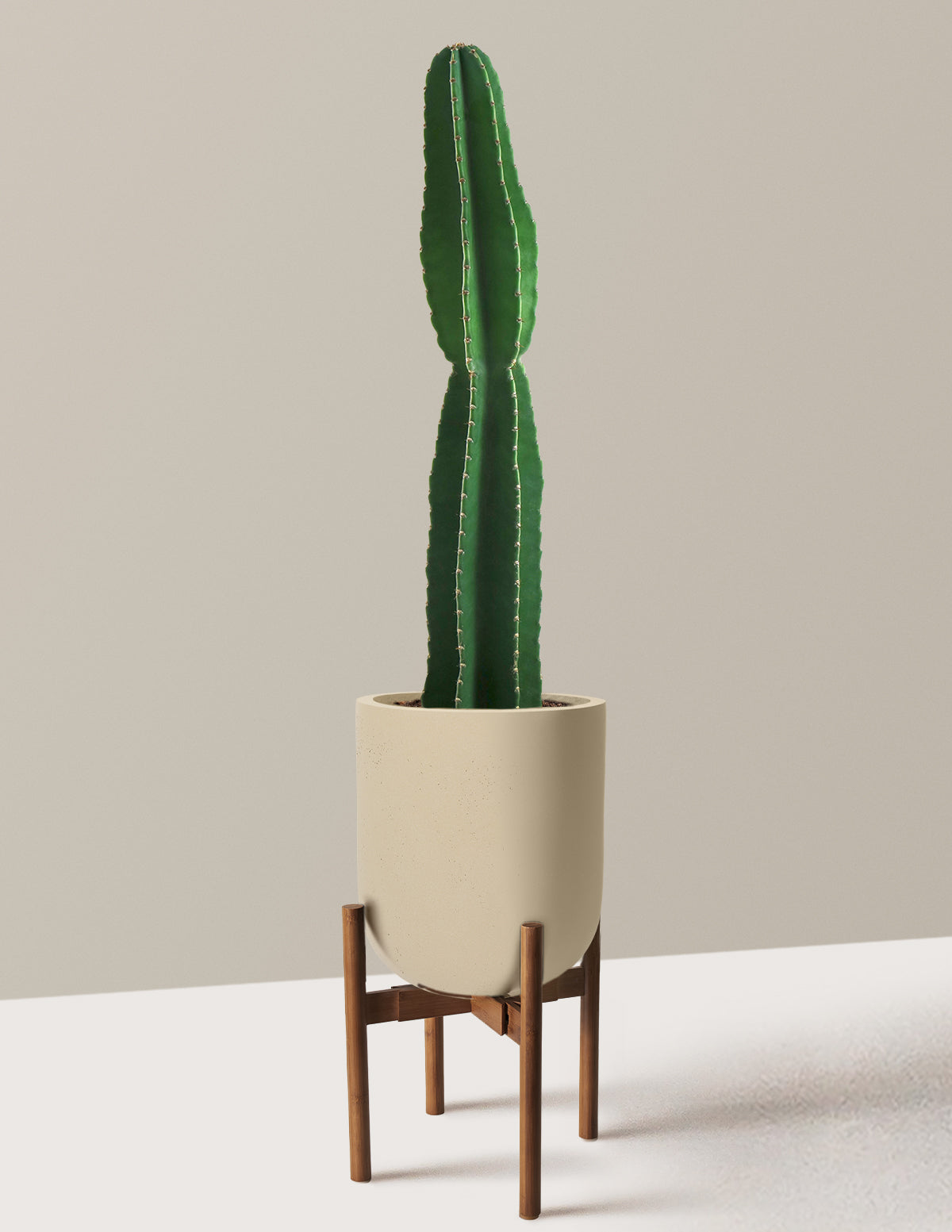 Large Peruvian Apple Cactus
