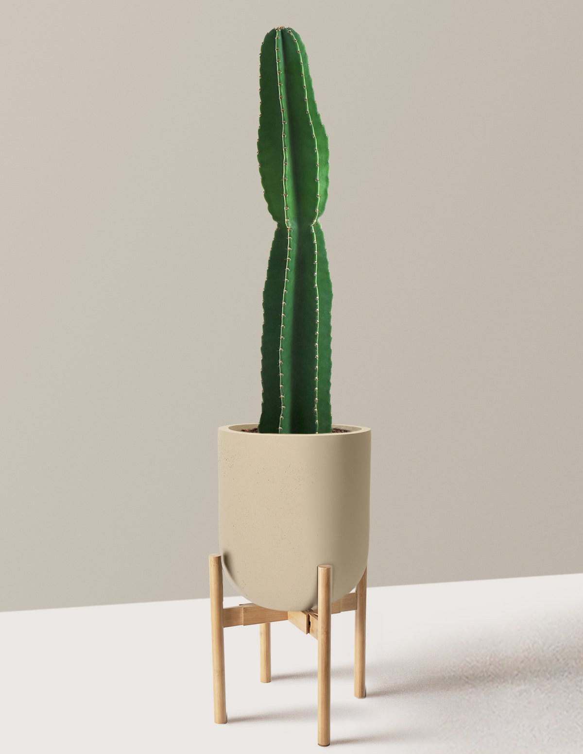 Large Peruvian Apple Cactus