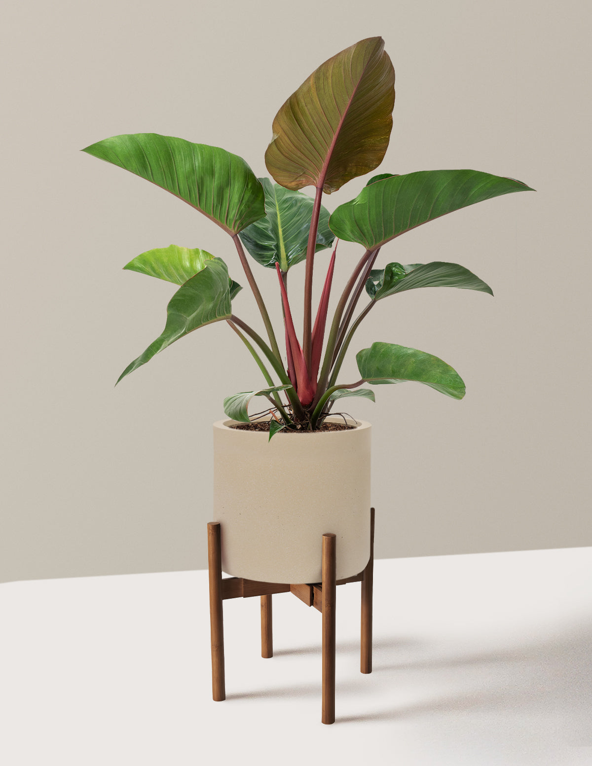 Large Philodendron Rojo Congo