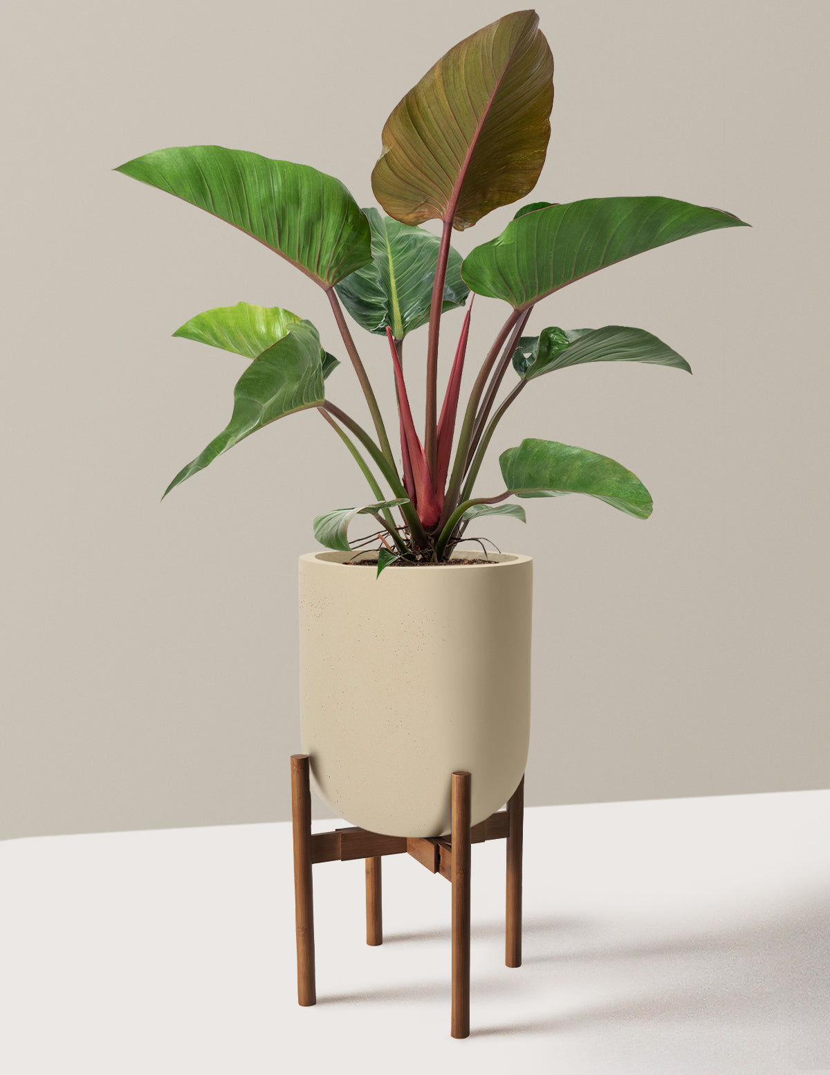 Large Philodendron Rojo Congo