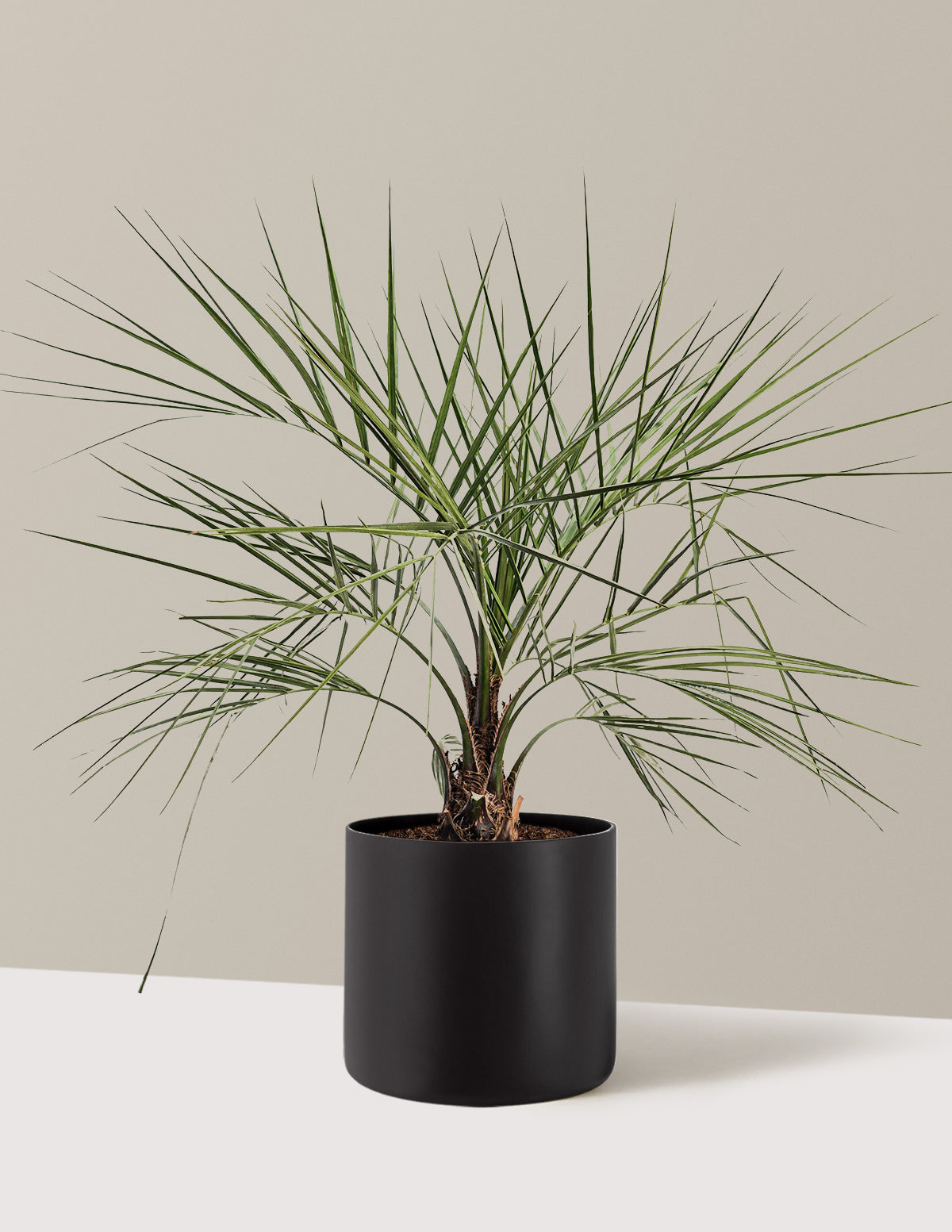 bundle | 3 Gallon | Agnes | Black