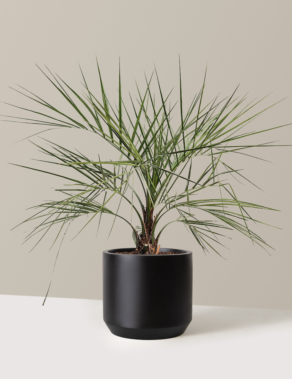 files/the-sill_Large-Pindo-Palm-_3-Gallon__Large-Mexia-Black_Variant.jpg