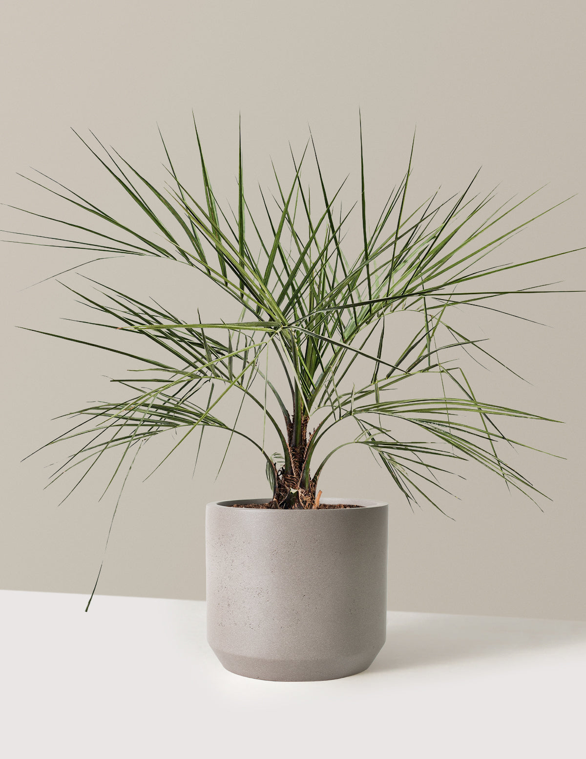 bundle | 3 Gallon | Mexia | Cement Grey