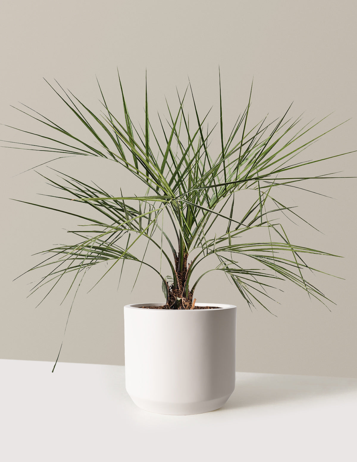 bundle | 3 Gallon | Mexia | Cream