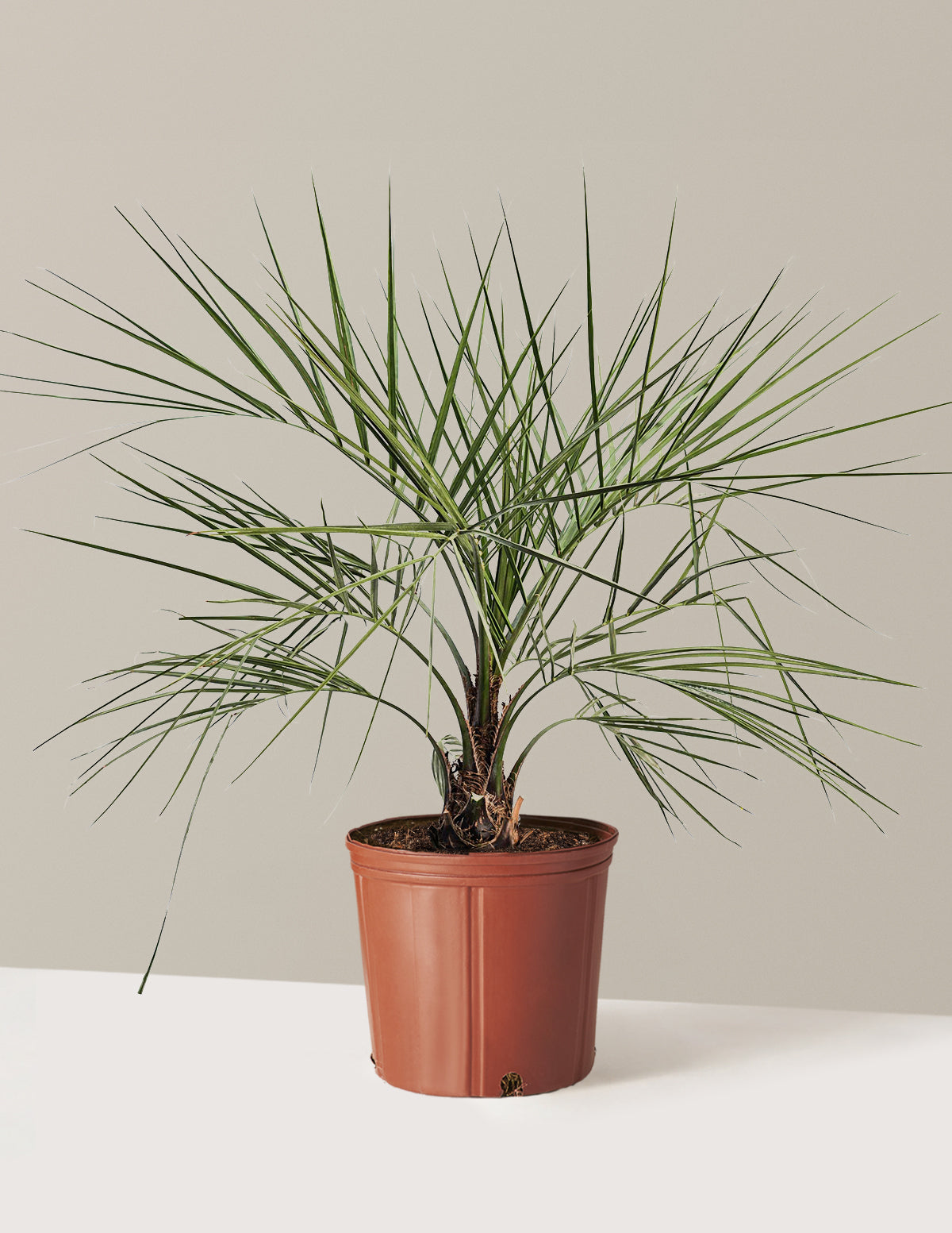 bundle | 3 Gallon | Grow Pot