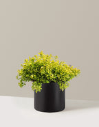 Pineapple Poprocks® Spiraea