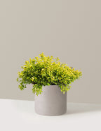 Pineapple Poprocks® Spiraea