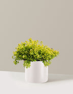 Pineapple Poprocks® Spiraea