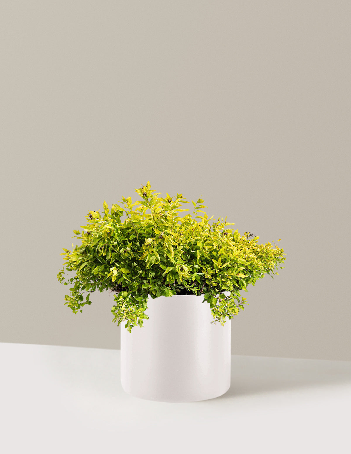 Pineapple Poprocks® Spiraea