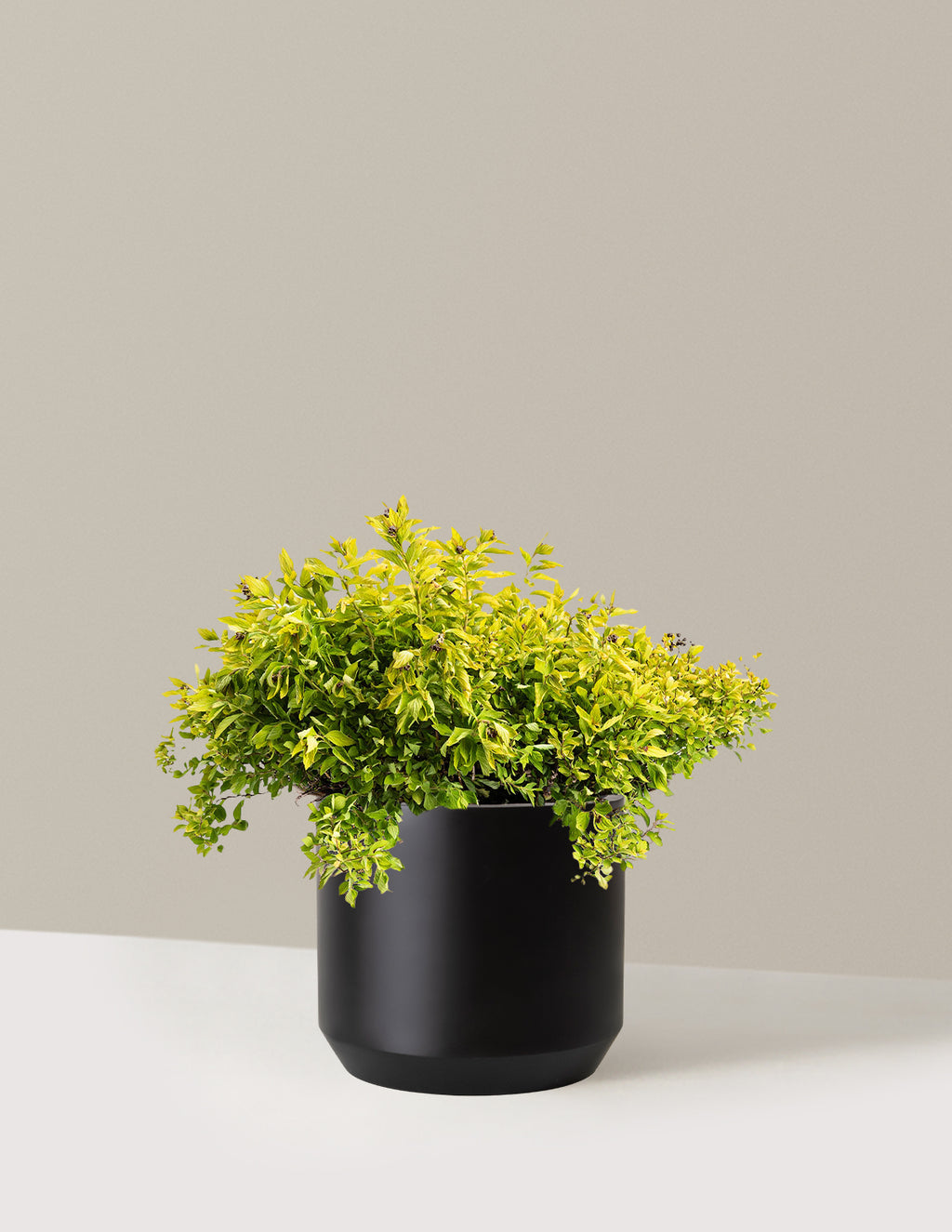 Pineapple Poprocks® Spiraea