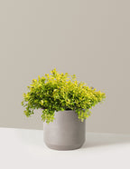 Pineapple Poprocks® Spiraea