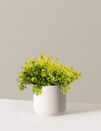 Pineapple Poprocks® Spiraea