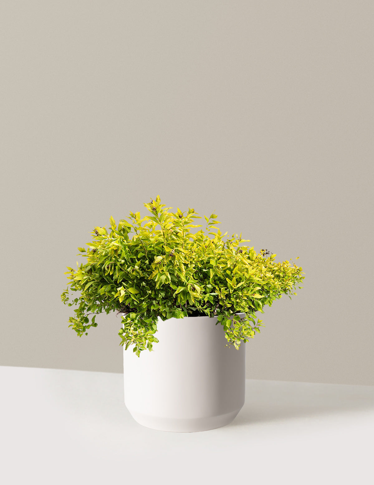 Pineapple Poprocks® Spiraea