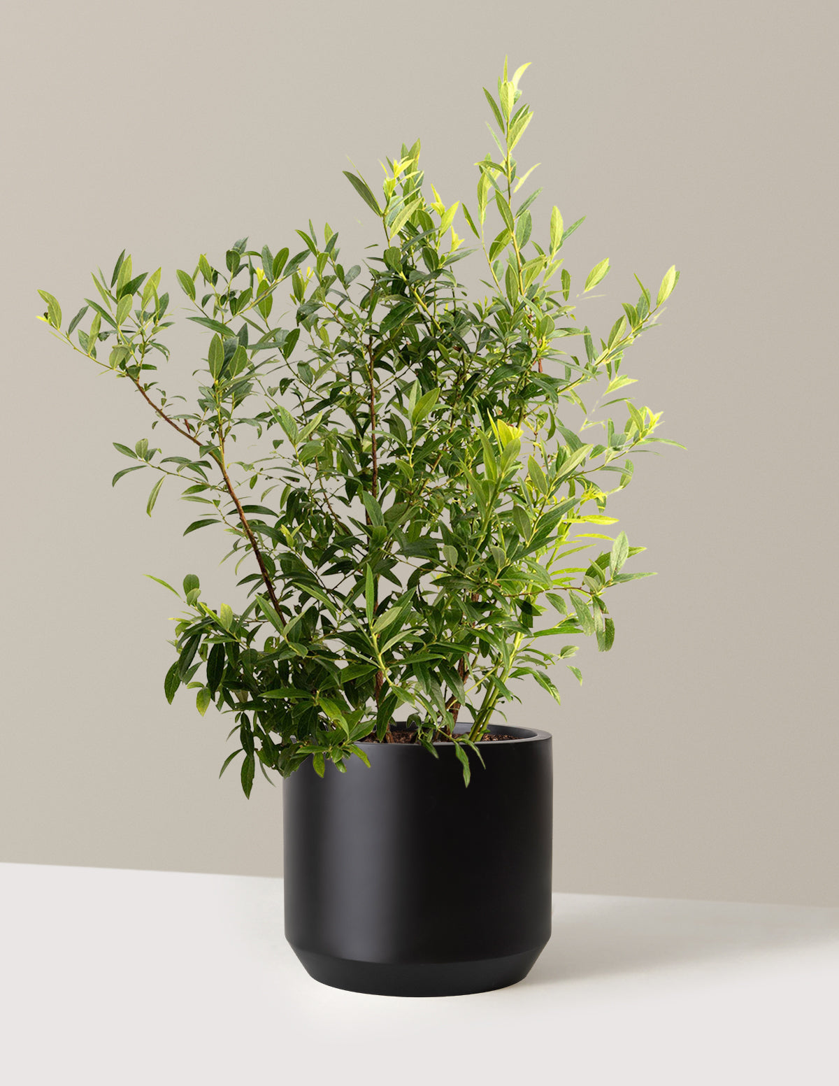 bundle | 1-2 ft. - Single | Mexia | Black