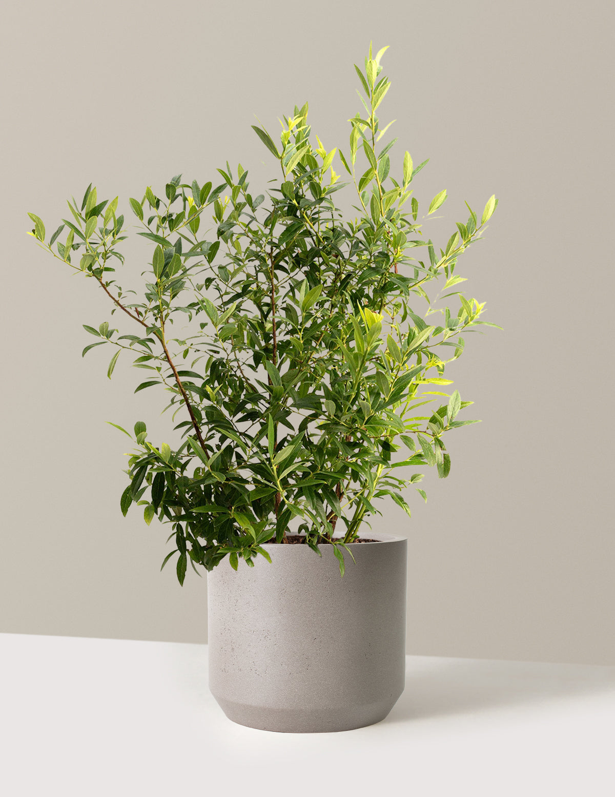 bundle | 1-2 ft. - Single | Mexia | Cement Grey