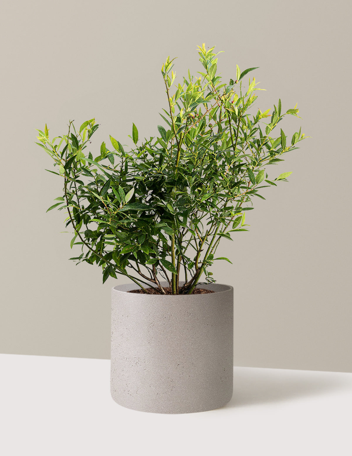 bundle | 2-3 ft. - Single | Agnes | Cement Grey