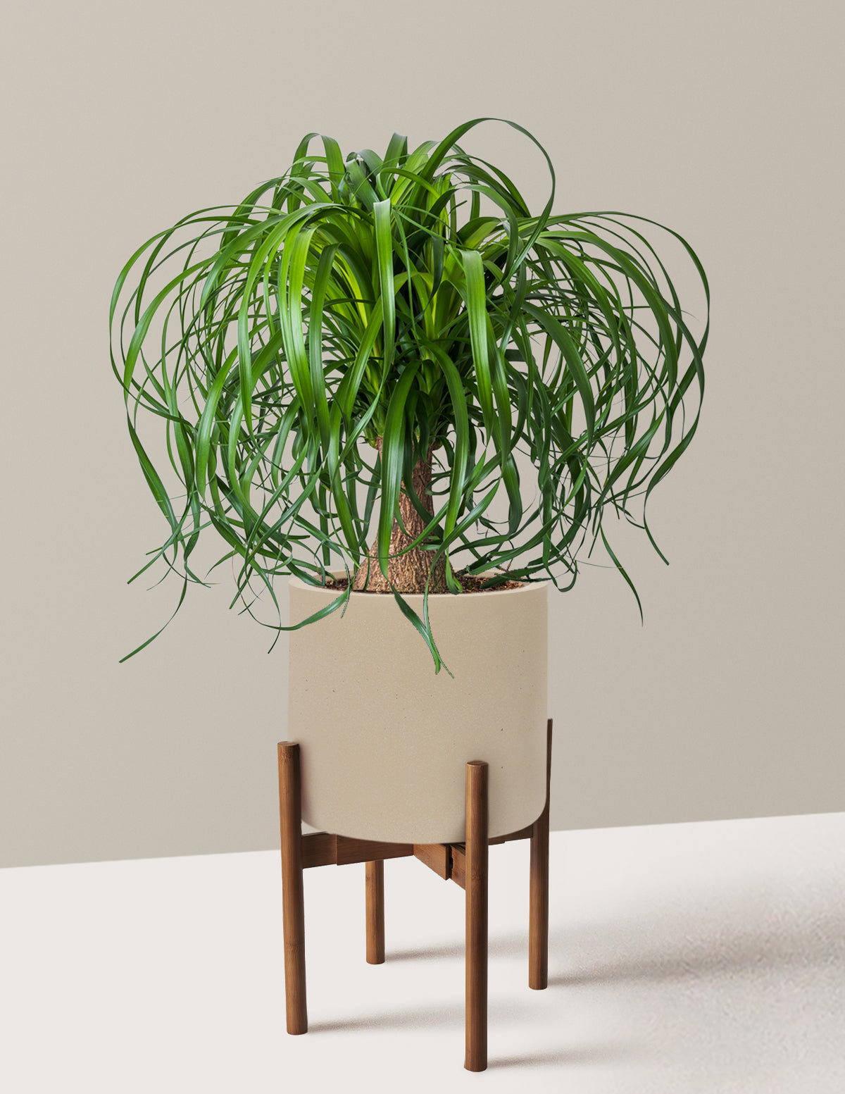 Ponytail Palm