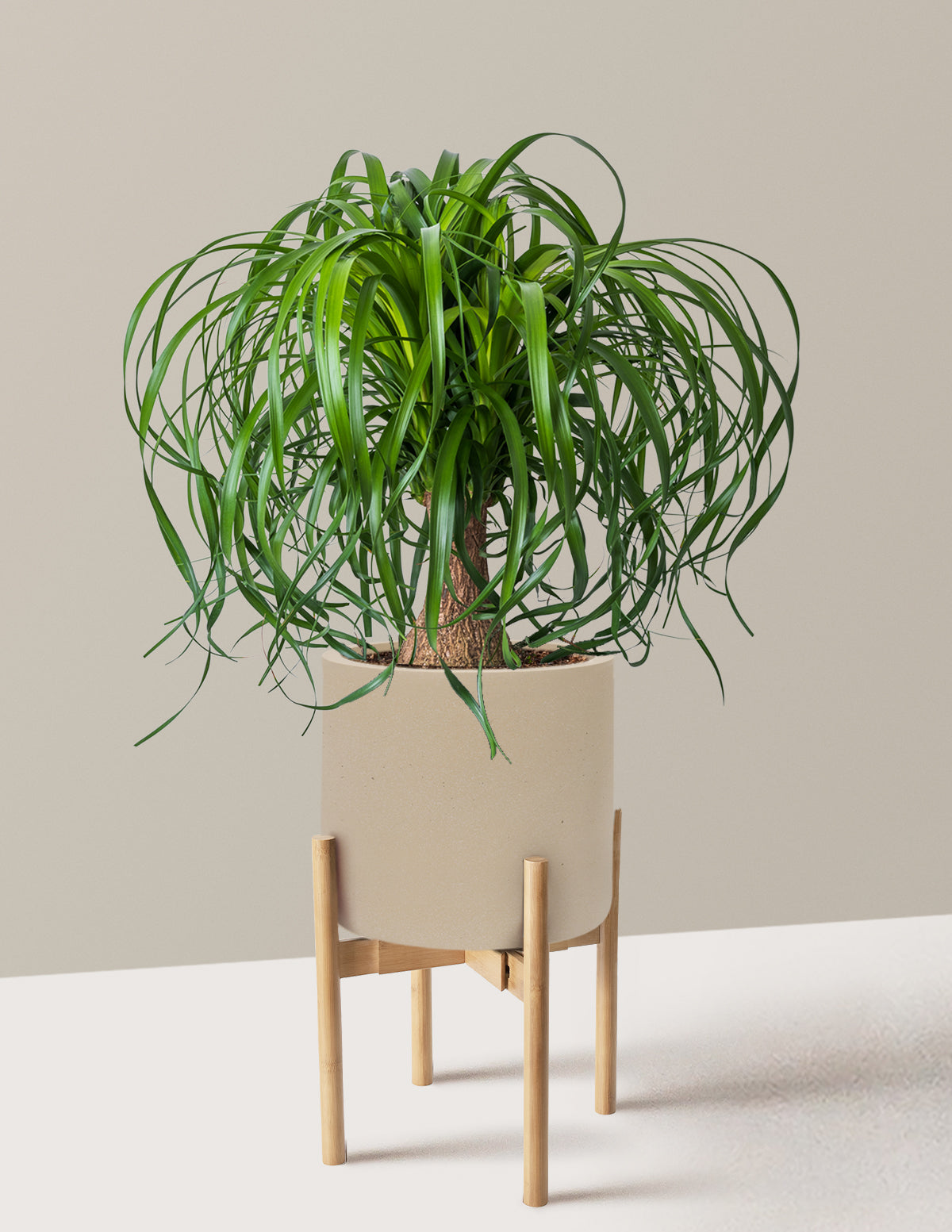 Ponytail Palm