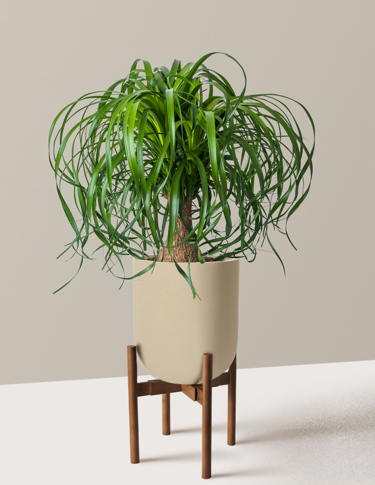 Ponytail Palm