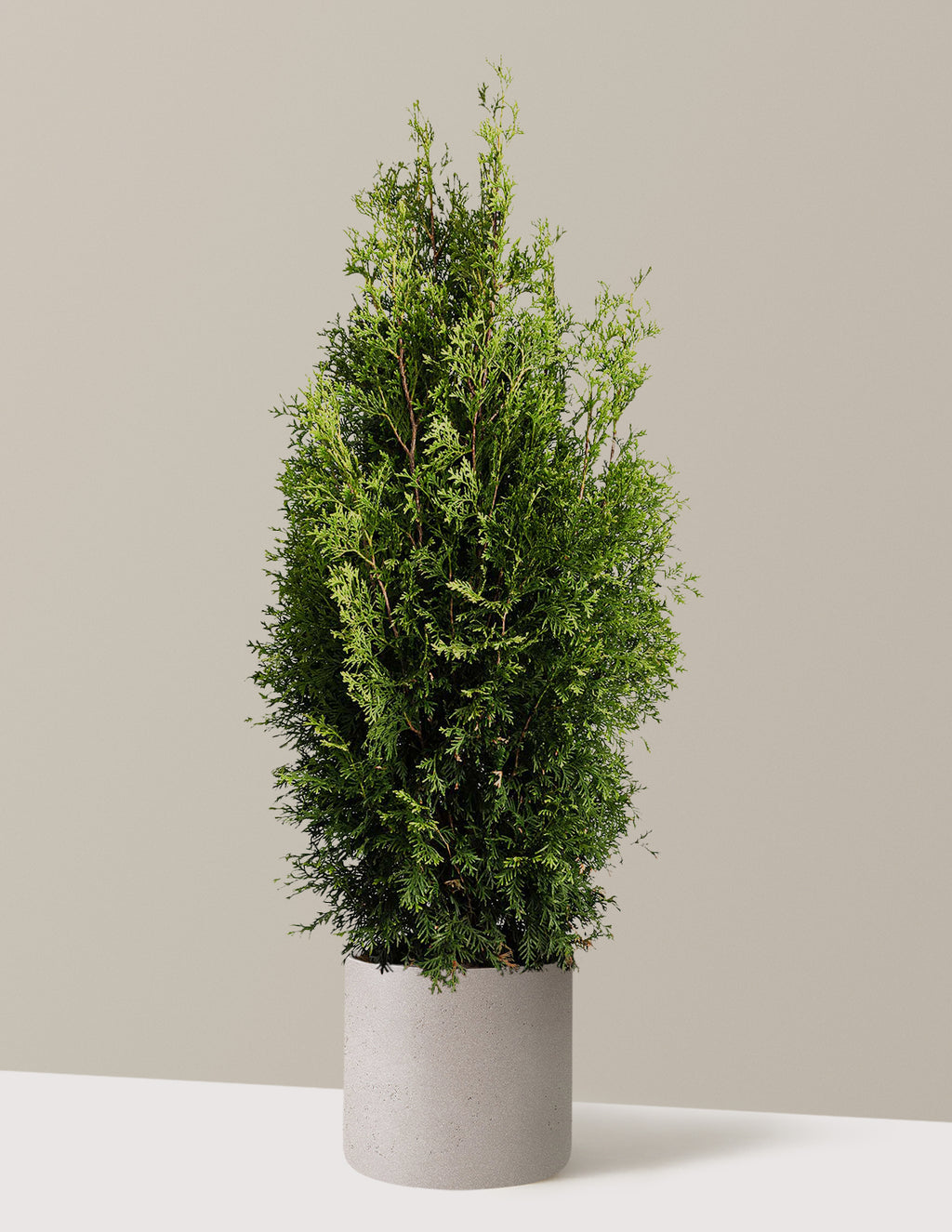 bundle | 3-4 ft. | Agnes | Cement Grey