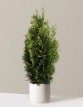 bundle | 3-4 ft. | Mexia | Cream