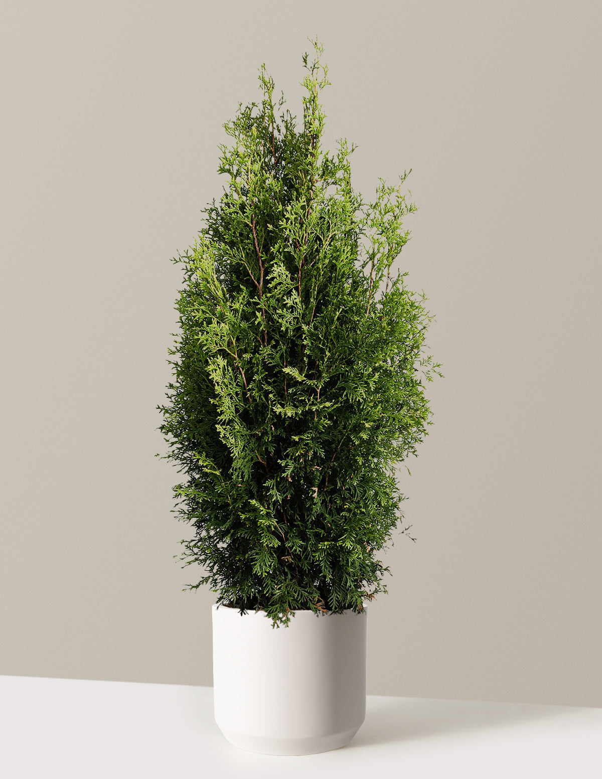files/the-sill_Large-Private-Jet_-Arborvitae-_3-4ft-3-Gallon__Large-Mexia-Cream_Variant.jpg