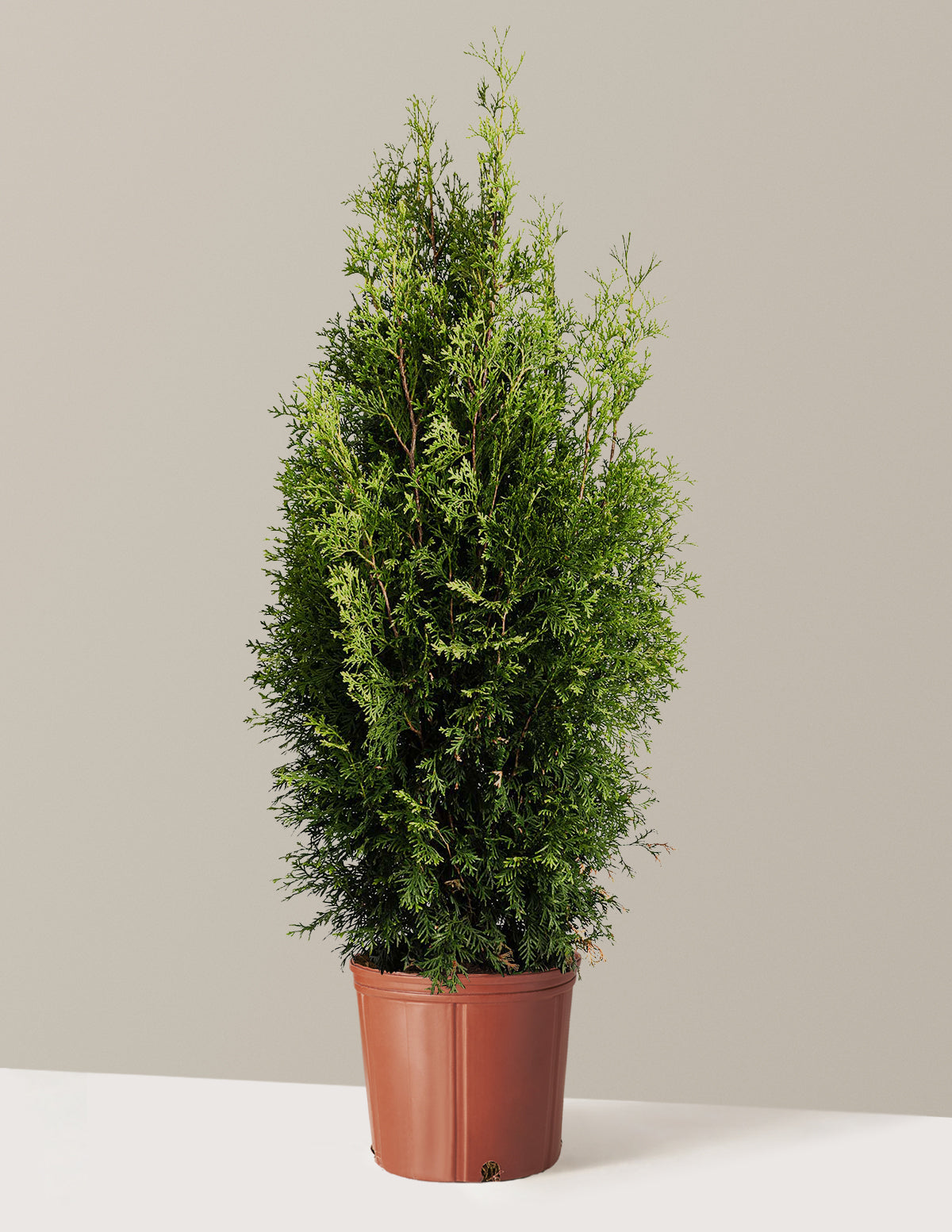 bundle | 3-4 ft. | Grow Pot