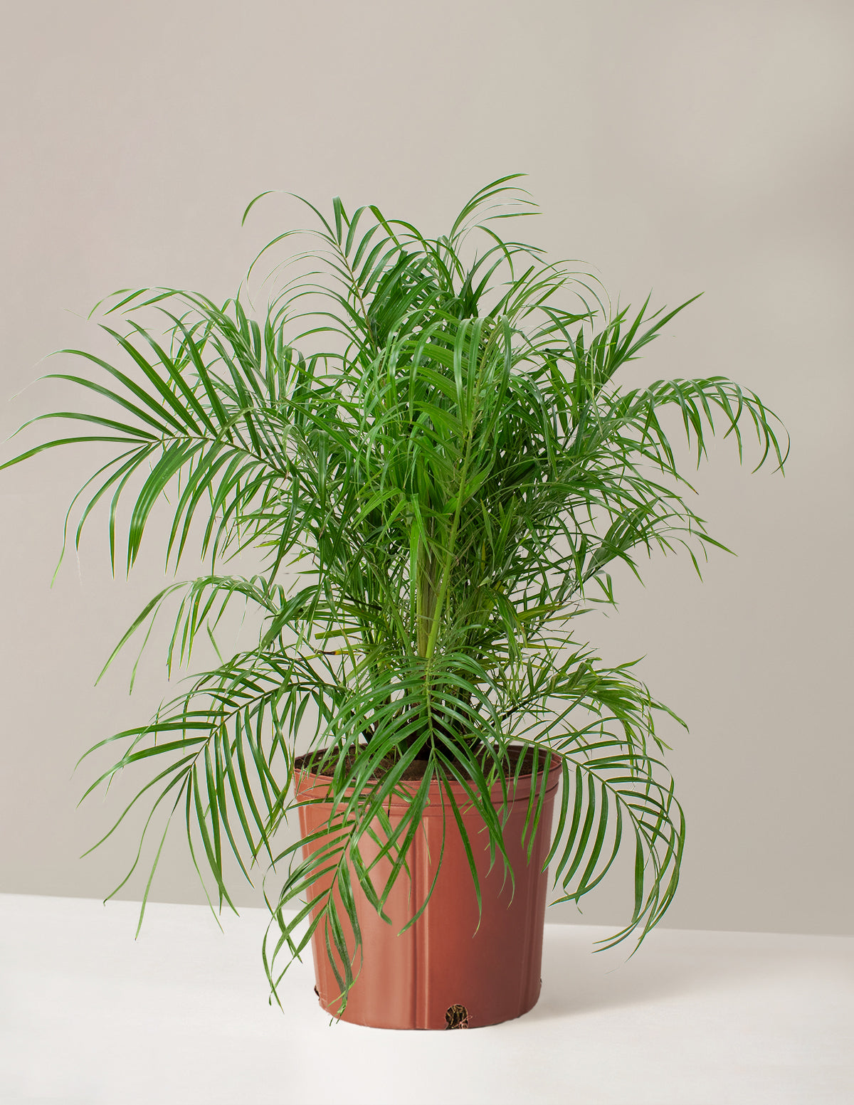 files/the-sill_Large-Pygmy-Date-Palm_Large_Growpot_Variant.jpg