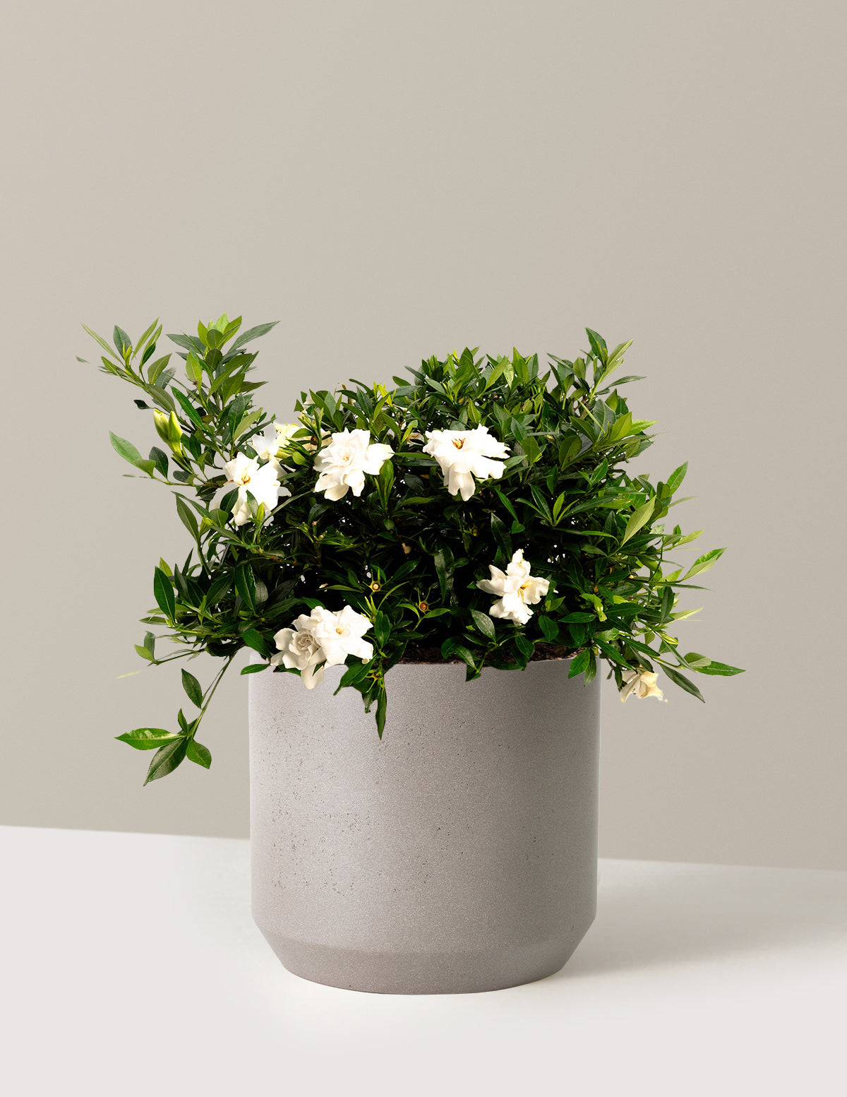 bundle | 3 Gallon | Mexia | Cement Grey