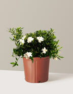bundle | 3 Gallon | Grow Pot
